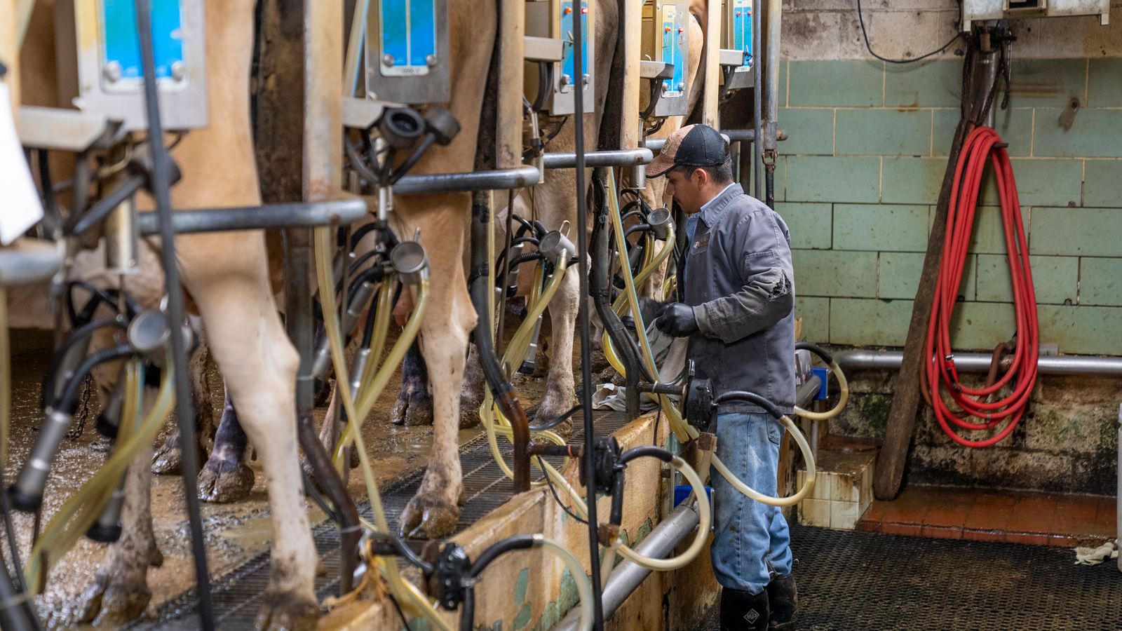 Dairy farmer managing milking systems