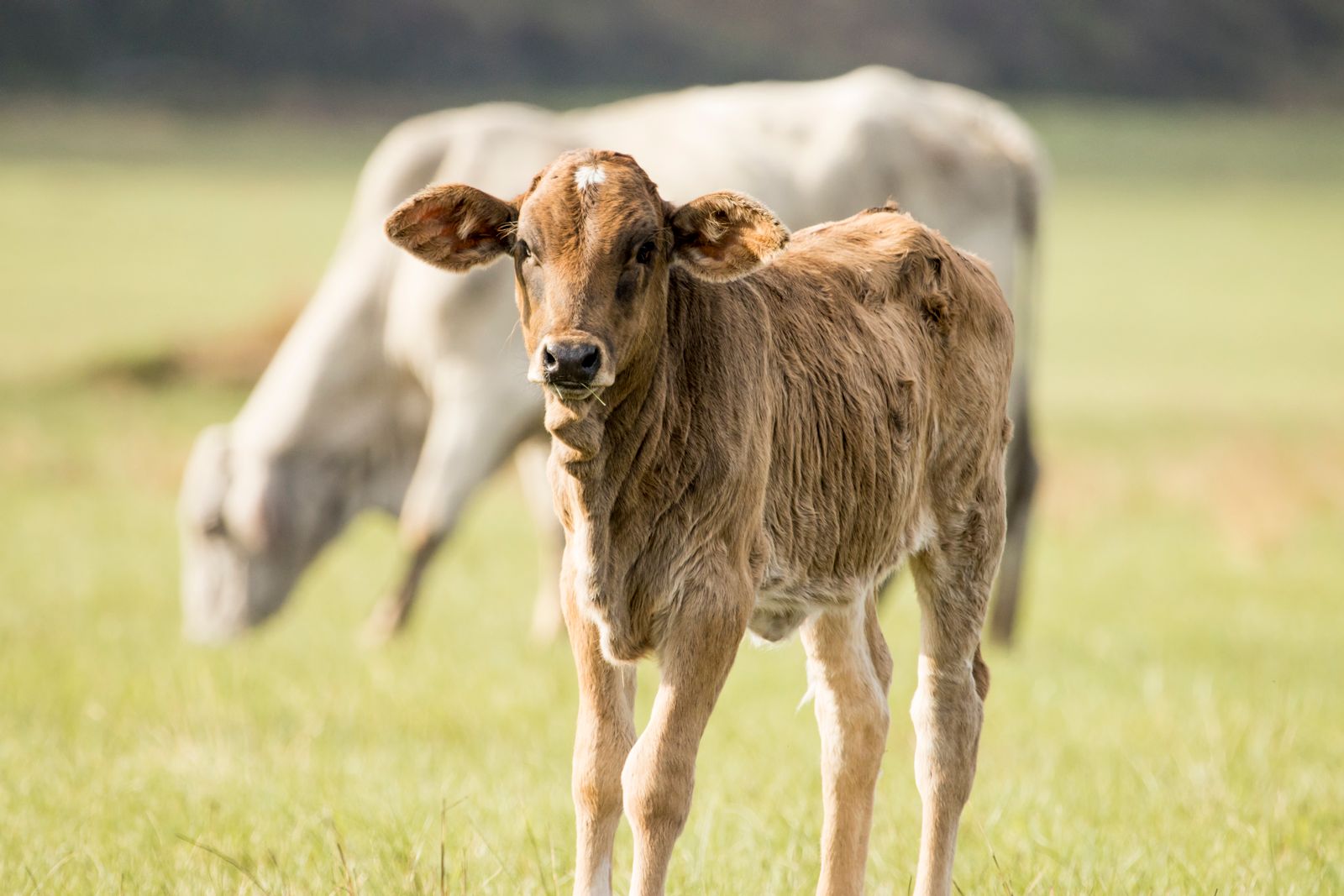 Calf in field