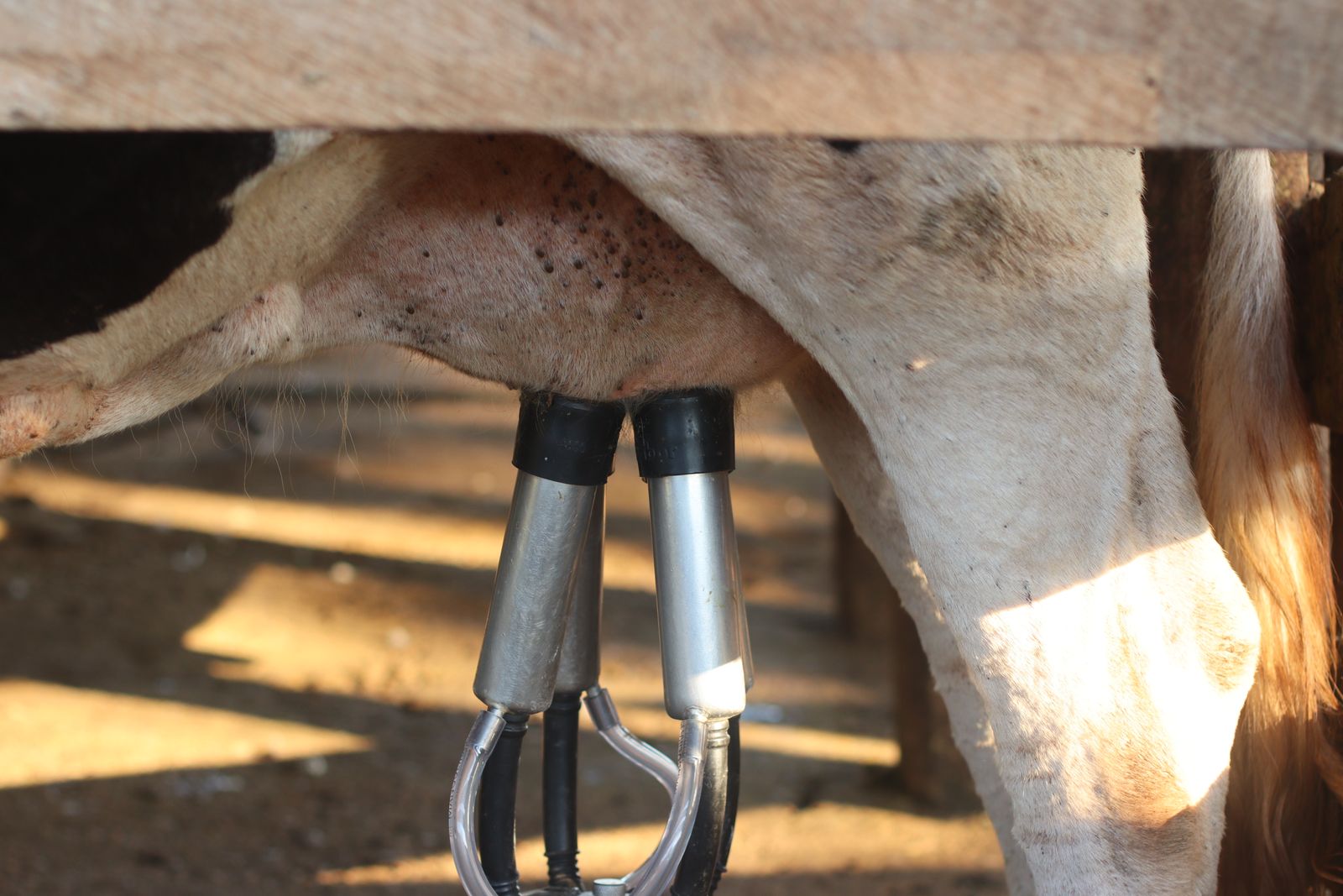 Modern milking system
